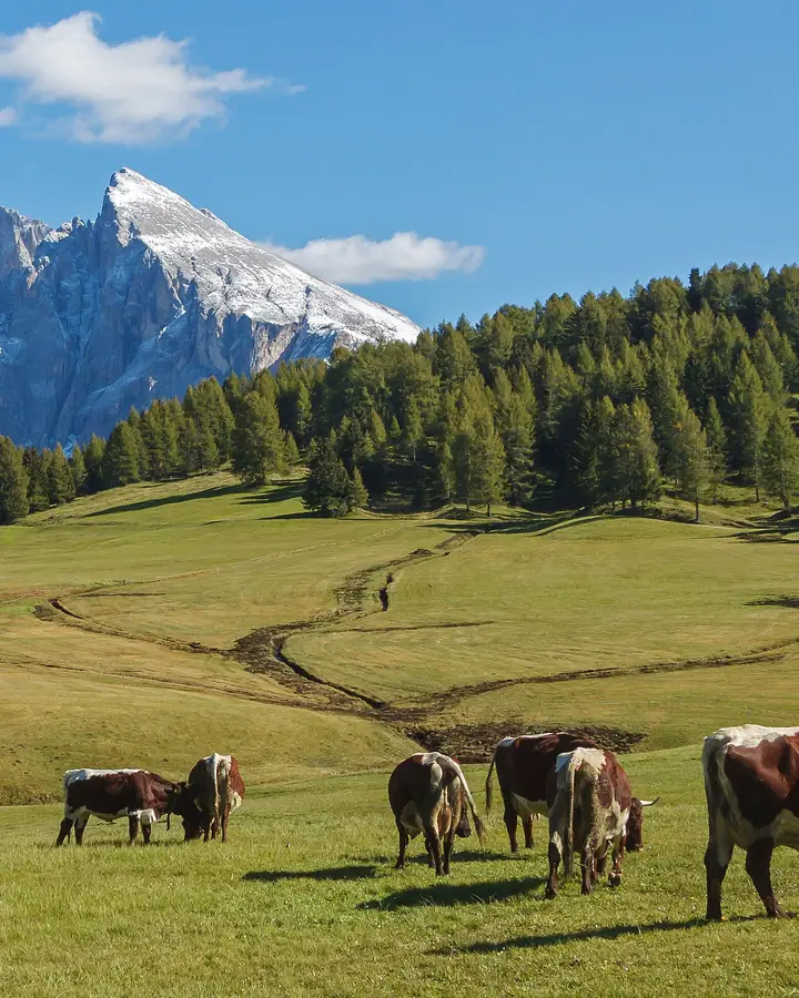 Kühe auf einer Almwiese vor schroffen Dolomitengipfeln